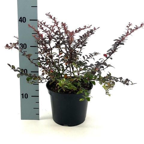 Berberis thunbergii 'Dart's Red Lady'