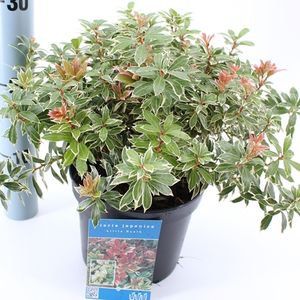 Pieris Japonica Little Heath P17 Cm H30 40 Cm Plant Wholesale Floraccess