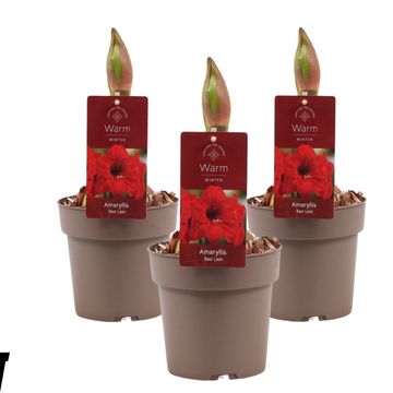 Hippeastrum 'Red Lion'