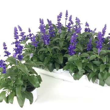 Salvia farinacea 'Sallyfun Deep Ocean'