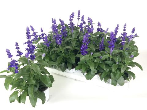 Salvia farinacea 'Sallyfun Deep Ocean'