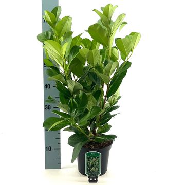 Prunus laurocerasus ETNA