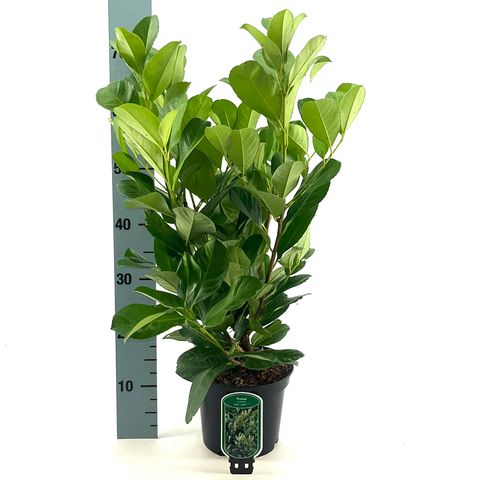 Prunus laurocerasus ETNA