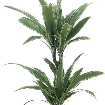 Dracaena fragrans 'Warneckei'