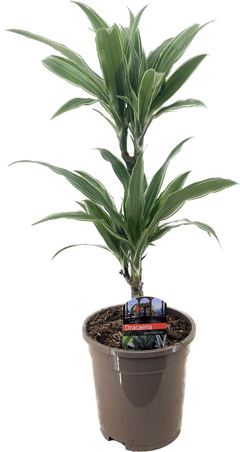 Dracaena fragrans 'Warneckei'