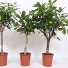 Ficus MIX