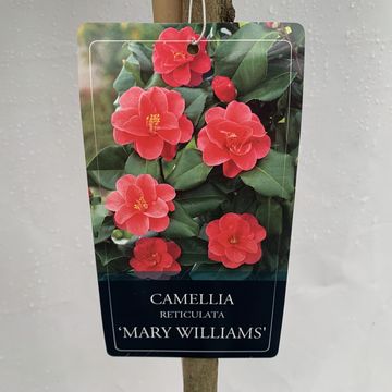 Camellia reticulata 'Mary Williams'