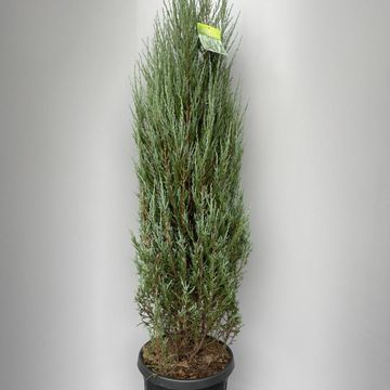 Juniperus scopulorum 'Blue Arrow'