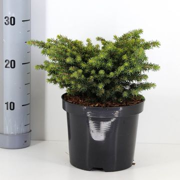 Picea abies 'Литл Джем'