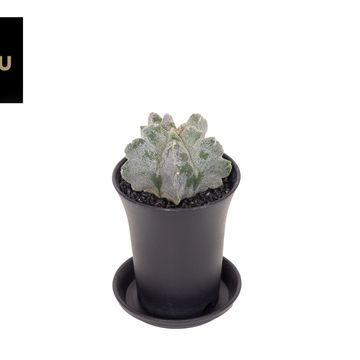 Astrophytum myriostigma 'Onzuka'