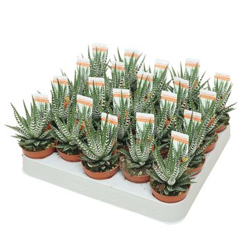 Haworthia fasciata 'Big Band'