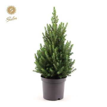 Picea glauca DECEMBER