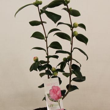 Camellia japonica 'Bonomiana'