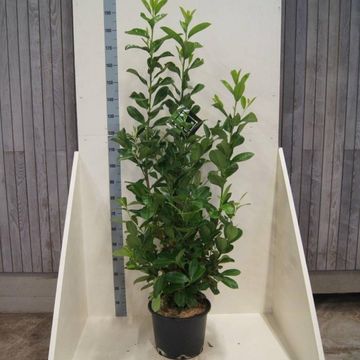 Prunus laurocerasus 'Rotundifolia'