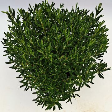 Andromeda polifolia 'Compacta'