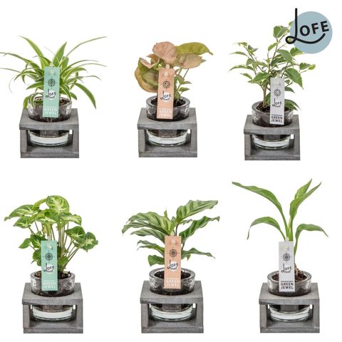 Ετοιμασίες Houseplants