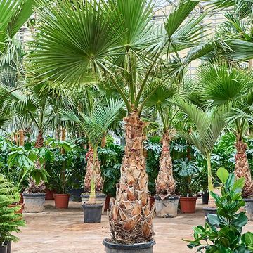 Washingtonia robusta