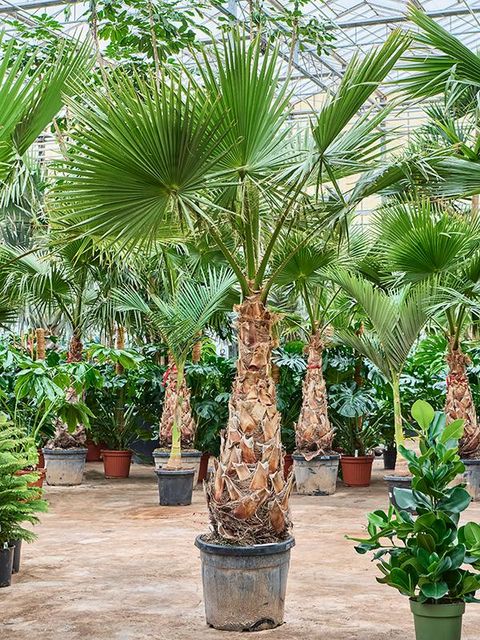 Washingtonia robusta