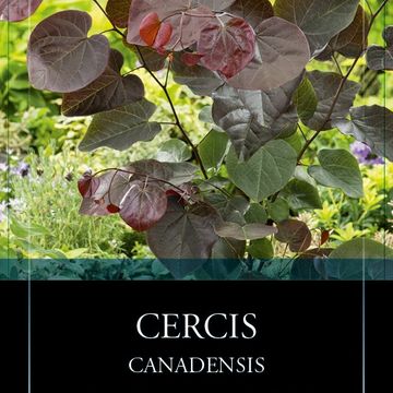 Cercis canadensis 'Merlot'