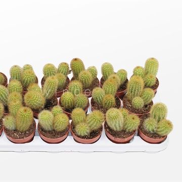 Vatricania guentheri