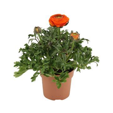 Ranunculus asiaticus 'Sprinkles Orange'
