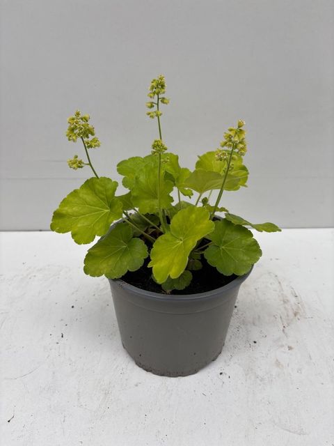 Heuchera LITTLE CUTIE BLONDIE IN LIME