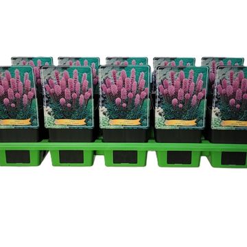 Liatris spicata 'Kobold'