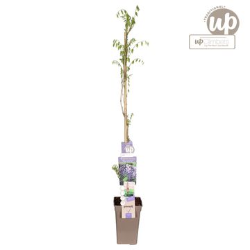 Wisteria floribunda 'Macrobotrys'