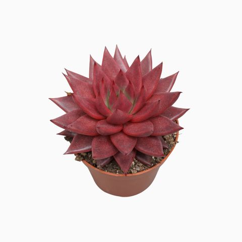 Echeveria 'Celestia'