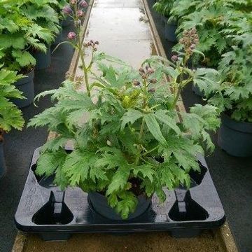 Delphinium MIX