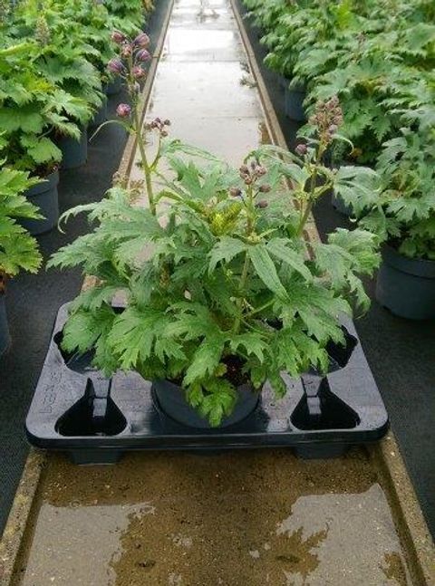 Delphinium MIX