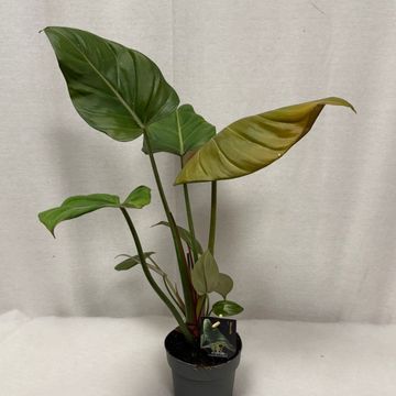 Philodendron 'Summer Glory'