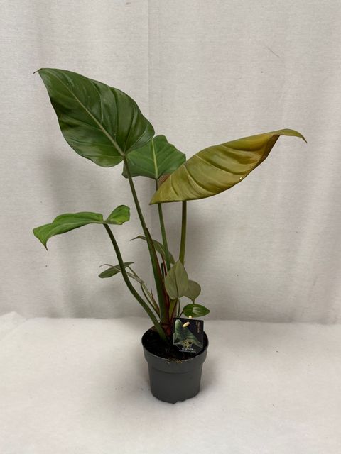 Philodendron 'Summer Glory'