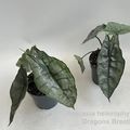 Alocasia heterophylla 'Dragon's Breath'