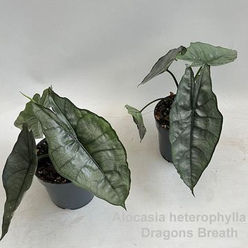 Alocasia heterophylla 'Dragon's Breath'