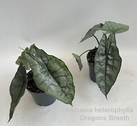Alocasia heterophylla 'Dragon's Breath'
