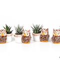 Haworthia MIX