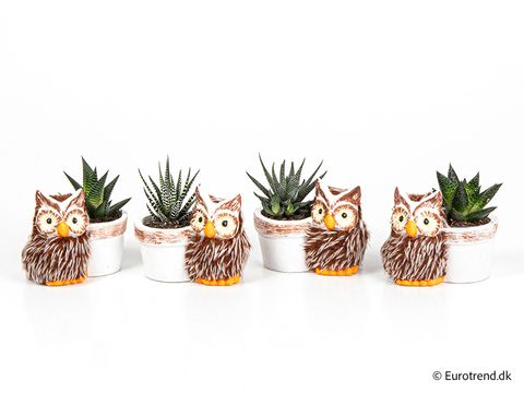 Haworthia MIX