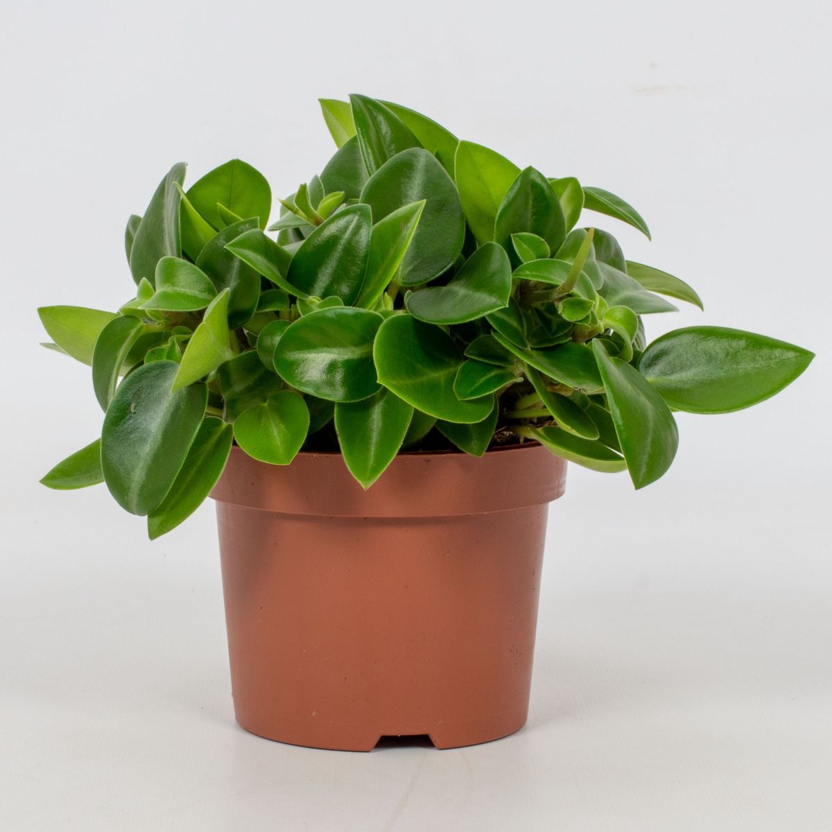 Peperomia 'Pixie' — Plant Wholesale FlorAccess