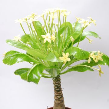 Brighamia insignis
