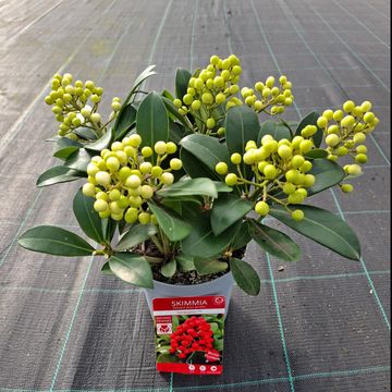 Skimmia japonica 'Temptation'