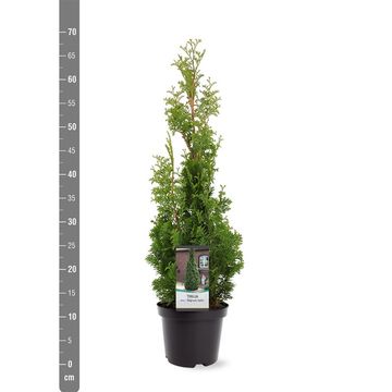 Thuja occidentalis 'Degroot's Spire'