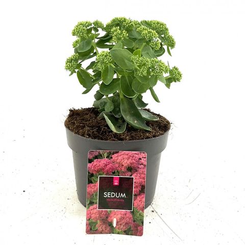 Sedum 'Herbstfreude'
