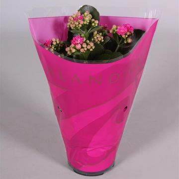 Kalanchoe blossfeldiana CALANDIVA MIX