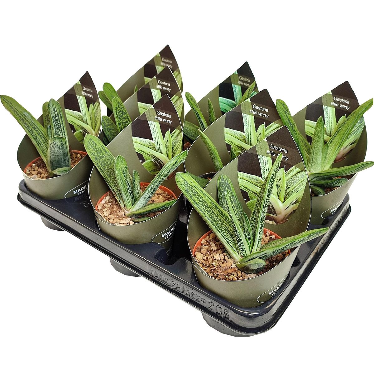 Gasteria 'Little Warty' — Grossiste en Plantes FlorAccess