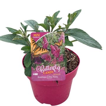 Buddleja davidii BUTTERFLY CANDY LITTLE RUBY