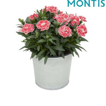 Dianthus OSCAR WHITE AND RED