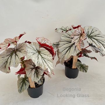 Begonia 'Looking Glass'