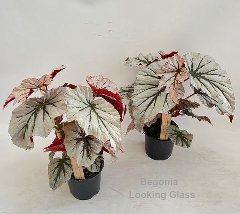 Begonia 'Looking Glass'