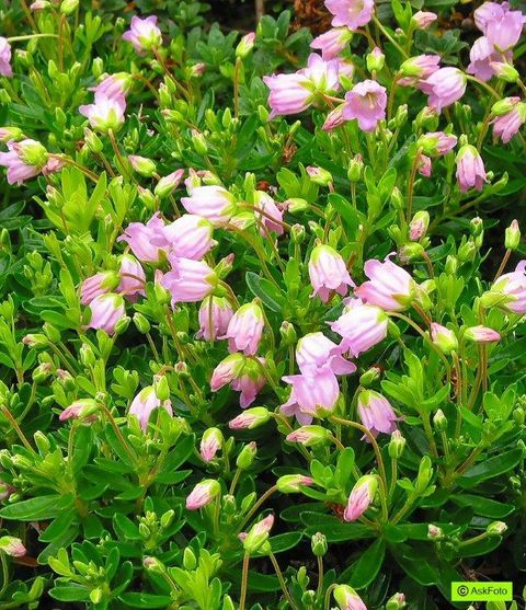 x Phylliopsis hillieri 'Mermaid'